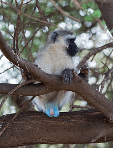 Male Vervet monkey with blue testicles clinging to a branch