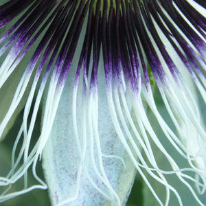 Passion Flower 3 - Passiflora edulis var. flavicarpa